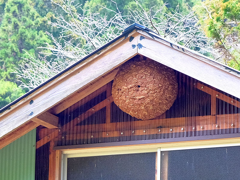 害虫駆除